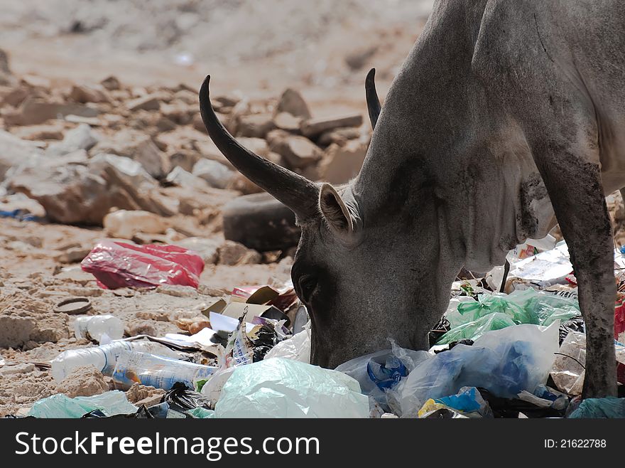 Zebu Feeding With Garbages