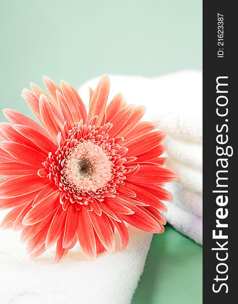 Blooming red flowers on soft towel. Blooming red flowers on soft towel