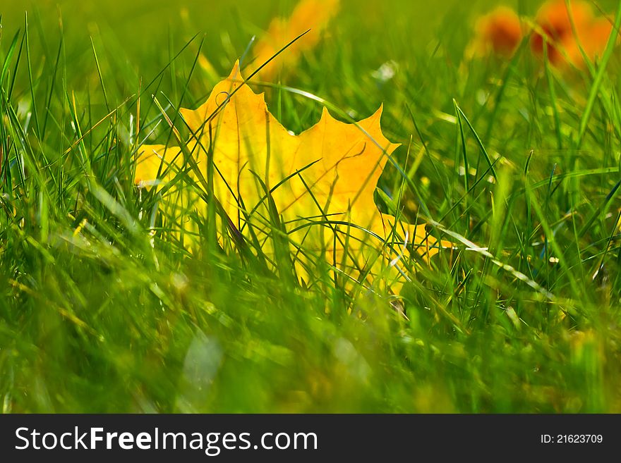 Yellow maple leaf in grass