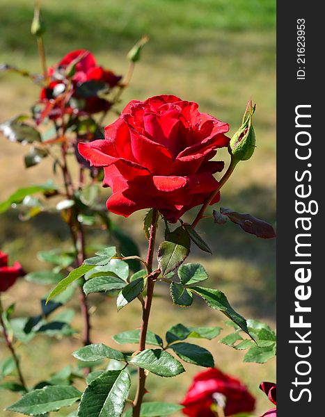 Bright red rose flower with velvety petals