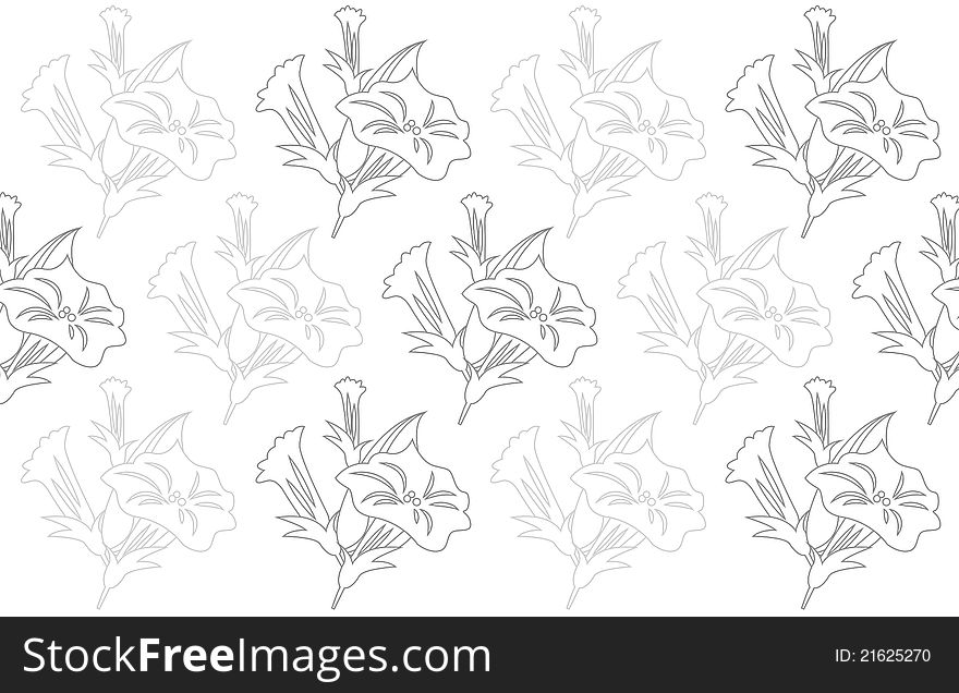 Petunia flowers on white background
