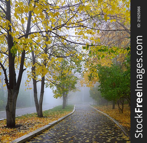 Autumn, fog in wood, yellow leaves. Autumn, fog in wood, yellow leaves.
