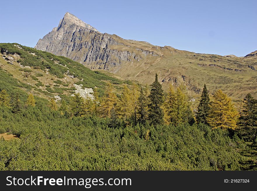 Colorful trees in a high altitude mountain area of the swiss alps close to San Bernardino Pass. Colorful trees in a high altitude mountain area of the swiss alps close to San Bernardino Pass