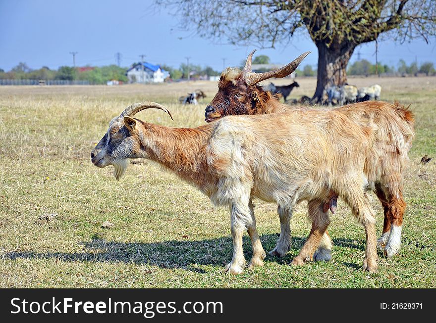 Two goats detail on sunny field. Two goats detail on sunny field