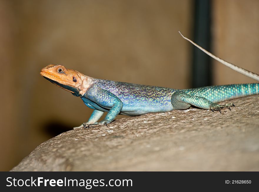 Common Agama (Agama agama) on a rock. Common Agama (Agama agama) on a rock.