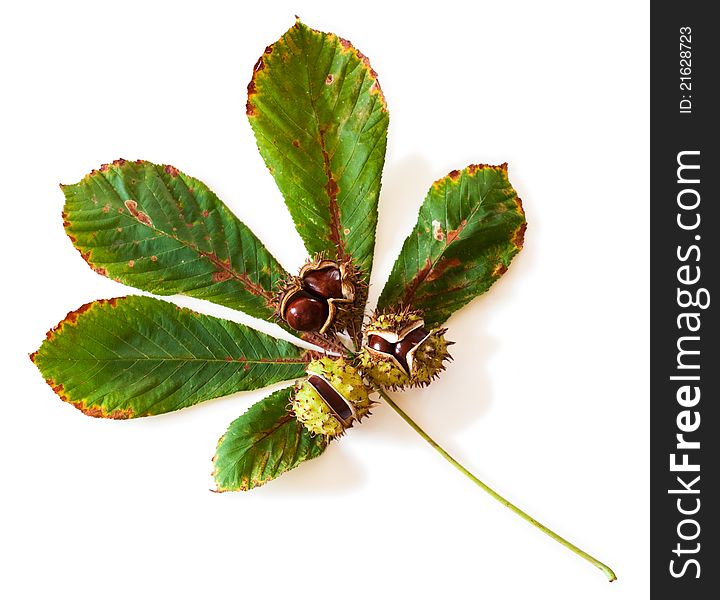 Chestnuts on a leaf on white