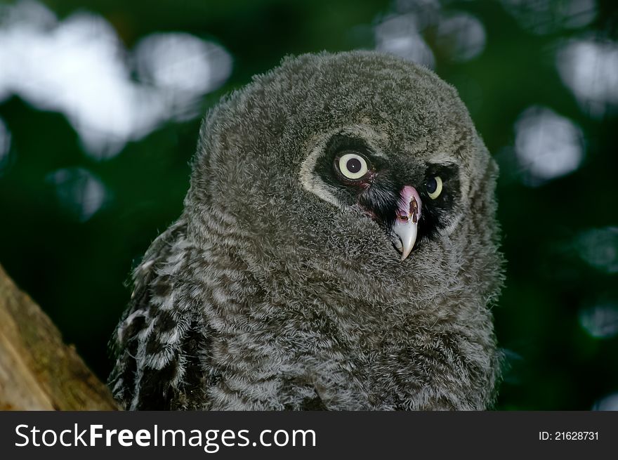 Great Grey Owl chick during evening.