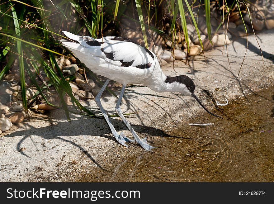 Pied Avocet (Recurvirostra avosetta) searching for food in a pond. Pied Avocet (Recurvirostra avosetta) searching for food in a pond.