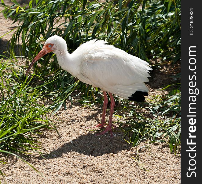 American White Ibis (Eudocimus albus)