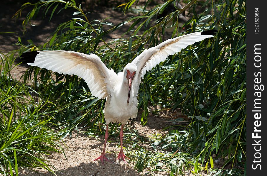 American White Ibis with spread wings