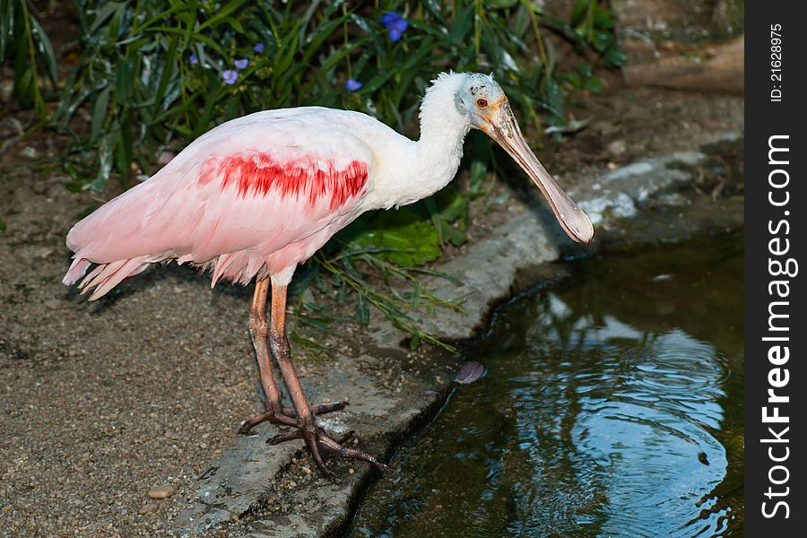 Roseate Spoonbill (Platalea ajaja) looking for food.