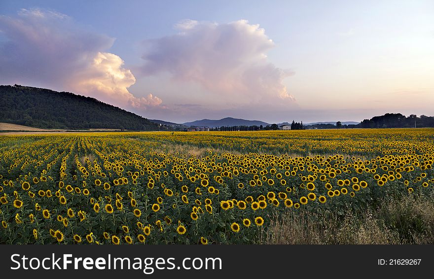 Spectacular expanse of sunflowers at sunset in the hills of Umbria in Italy. Spectacular expanse of sunflowers at sunset in the hills of Umbria in Italy