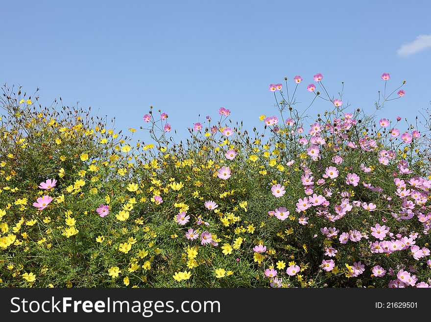 Cosmos Flowers, against blue sky background