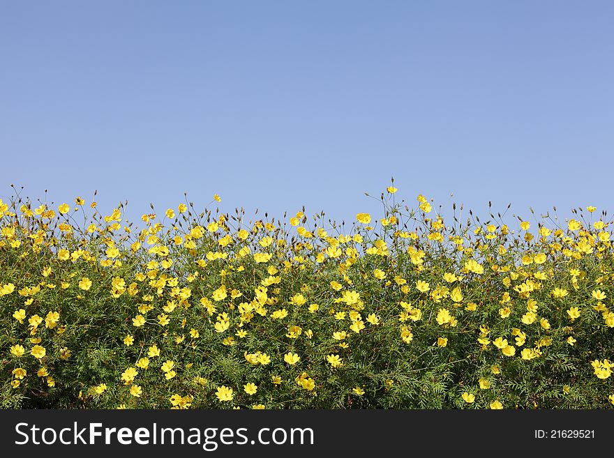 Cosmos Flower and Blue Sky. Cosmos Flower and Blue Sky