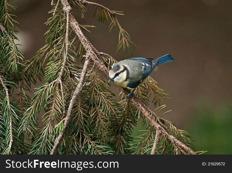 Blue Tit (Cyanistes caeruleus) on a pine branch.