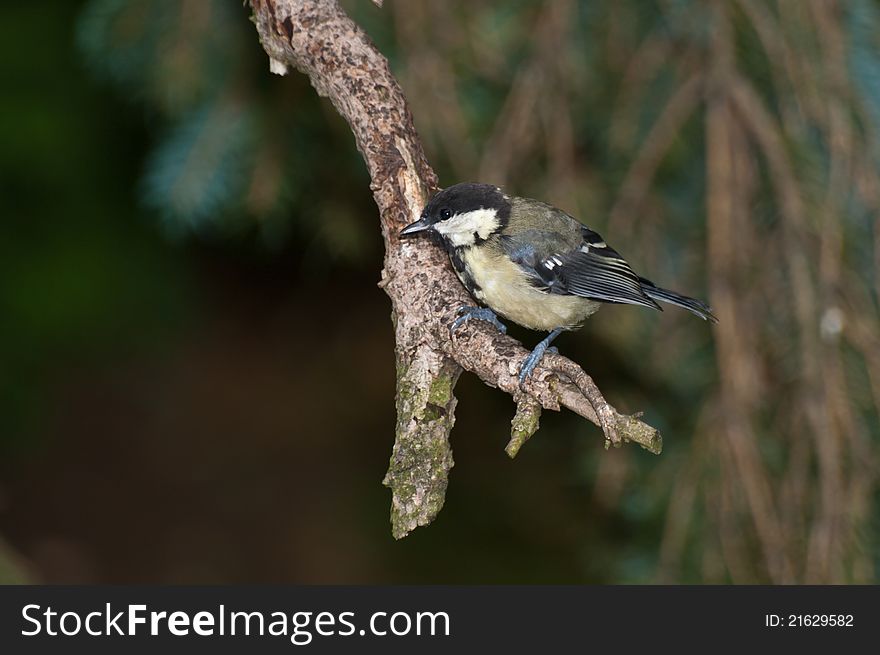 Great Tit (Parus major) on a branch.