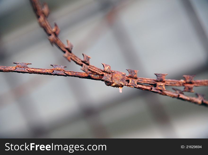 Part of rusty barbed military wire. Part of rusty barbed military wire