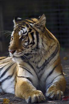 Siberian Tiger Stock Photos Siberian Tiger Stock Photos