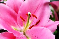 Pink Lilies Stock Images Pink Lilies Stock Images