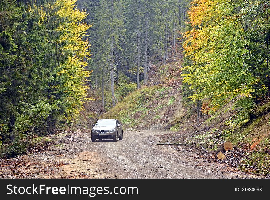 Autumnal traffic in the forest