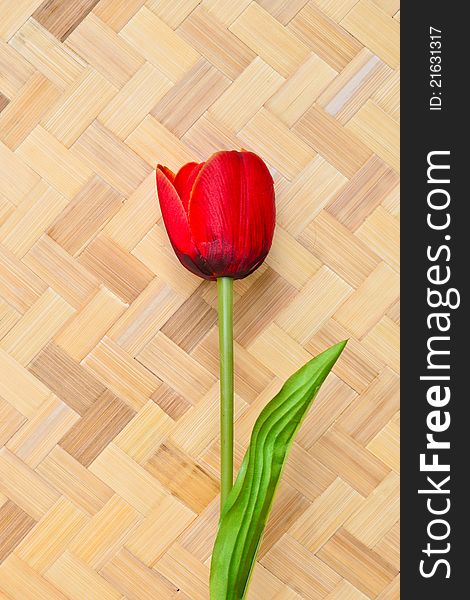 Red Tulip flowers on bamboo background