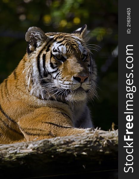 Photo of a (Royal) Bengal Tiger (Panthera tigris tigris) in captivity. Photo of a (Royal) Bengal Tiger (Panthera tigris tigris) in captivity.