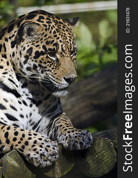 Photo of a Jaguar (Panthera onca) in captivity.