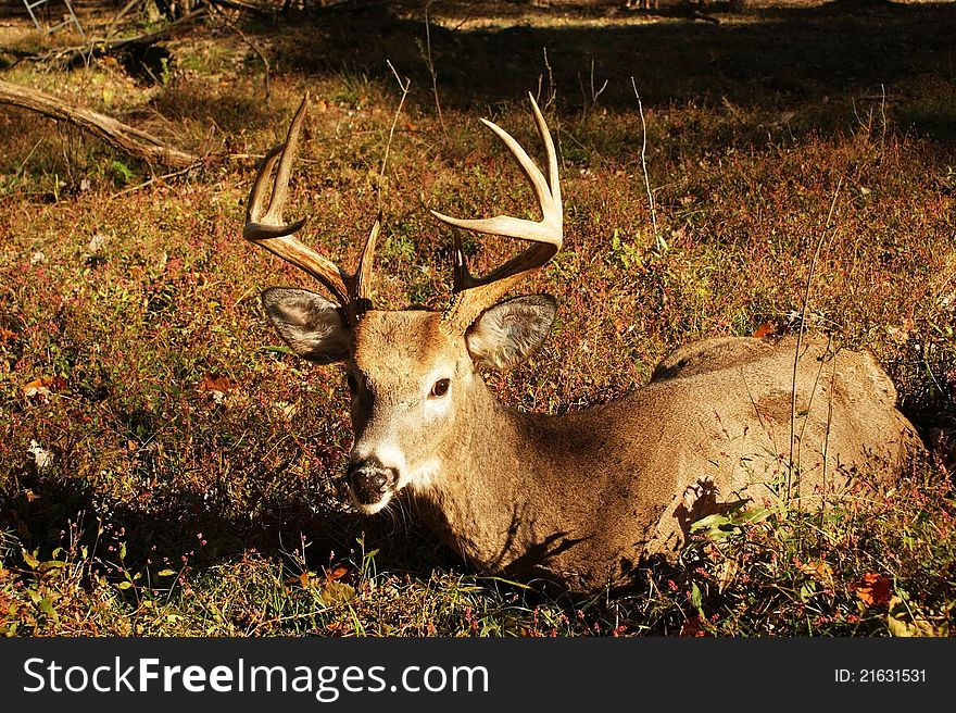 8 Point whitetail buck laying down on a fall afternoon sun.