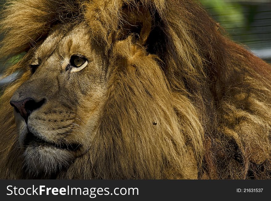 Photo of a Lion (Panthera leo) in captivity. Photo of a Lion (Panthera leo) in captivity.