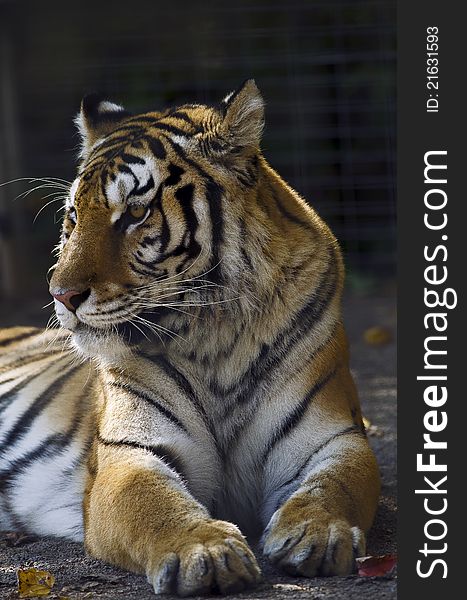 Portrait photo of a Siberian Tiger (Panthera tigris altaica), in captivity.