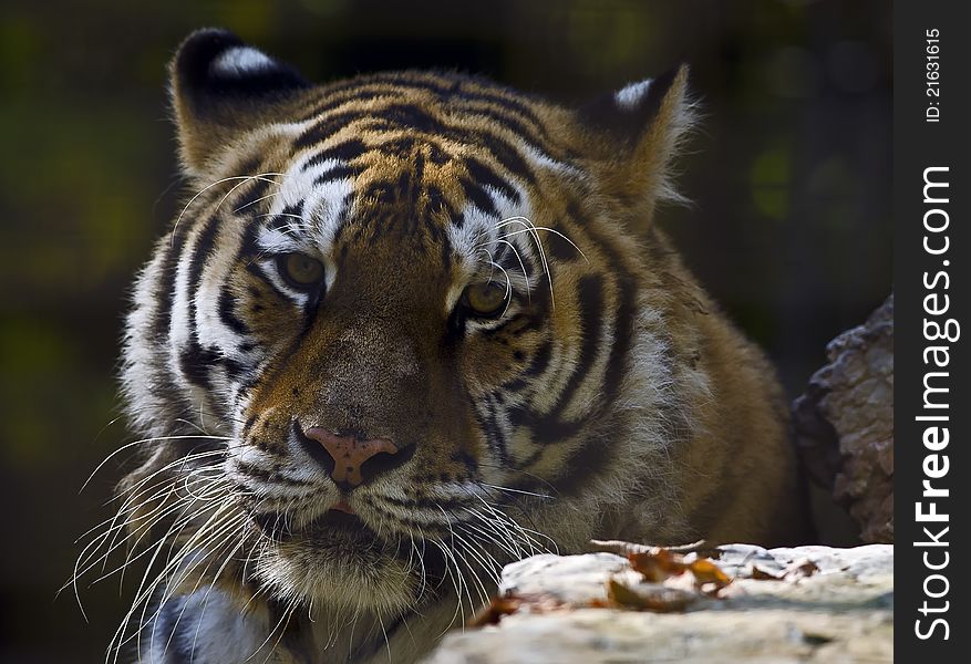 Photo of a Siberian Tiger (Panthera tigris altaica), in captivity. Photo of a Siberian Tiger (Panthera tigris altaica), in captivity.