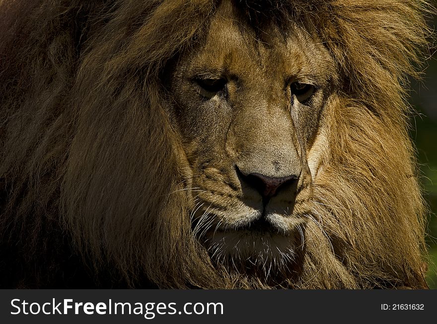 Photo of a Lion (Panthera leo) in captivity. Photo of a Lion (Panthera leo) in captivity.