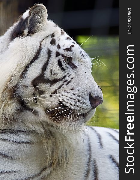 Photo of a White Bengal Tiger (Panthera tigris tigris) in captivity. Photo of a White Bengal Tiger (Panthera tigris tigris) in captivity.