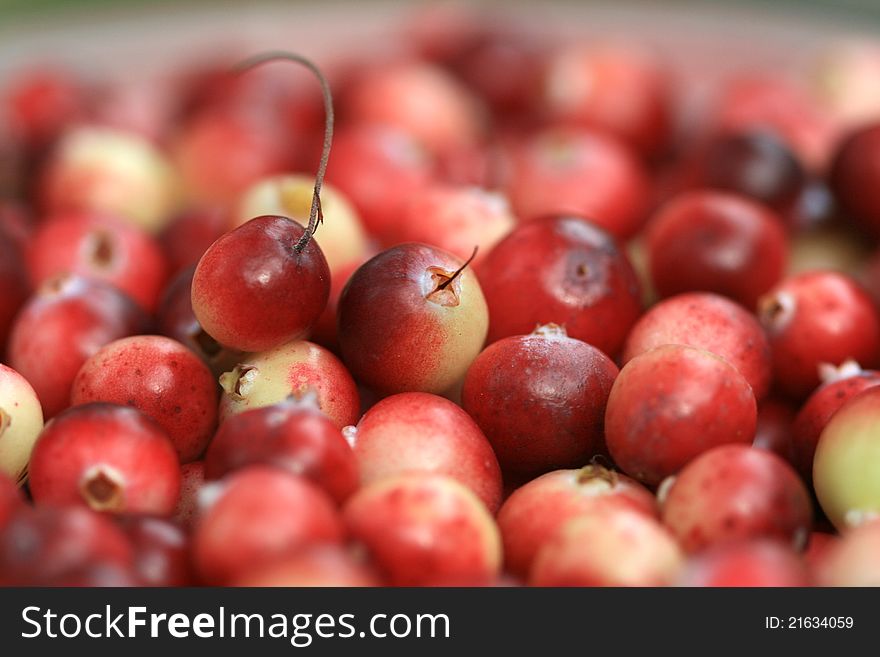 Close up of organic cranberries