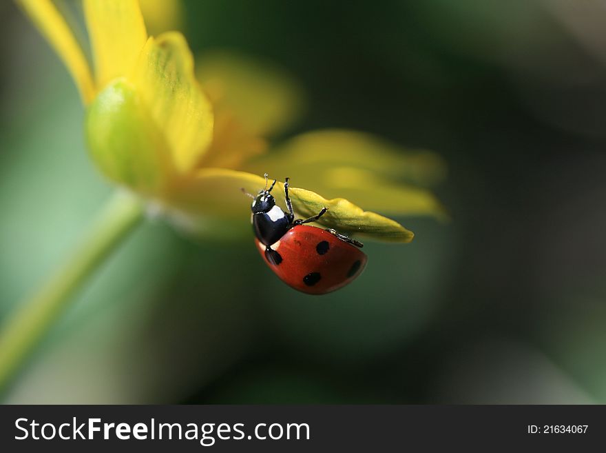 Ladybird, sitting on a yellow flower, dark  background