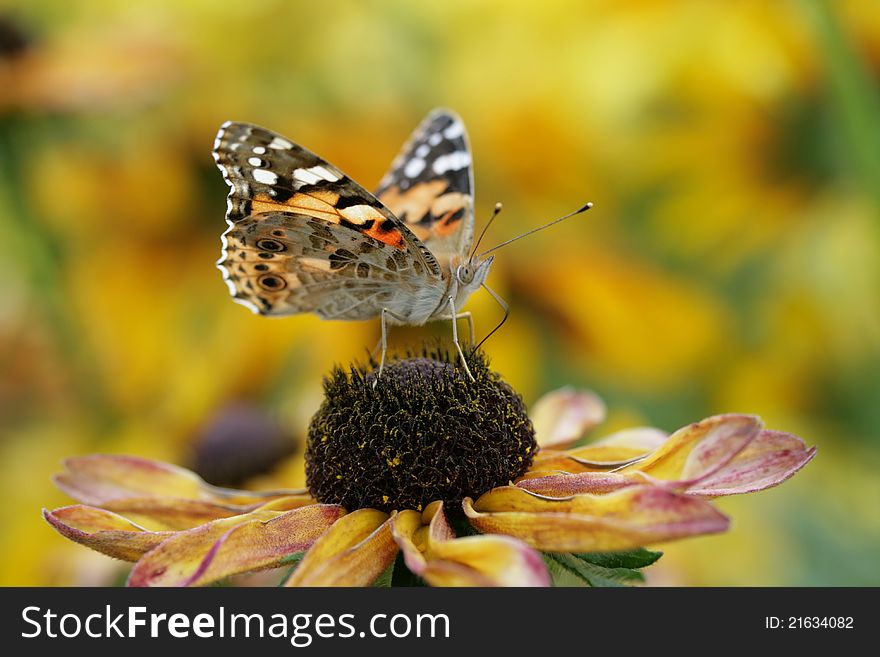 Close up view of a butterfly on a flower. Close up view of a butterfly on a flower