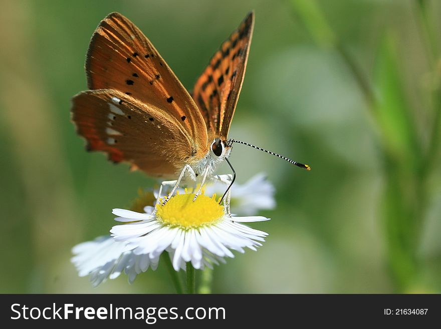 Close up view of a  butterfly on a white marguerite. Close up view of a  butterfly on a white marguerite