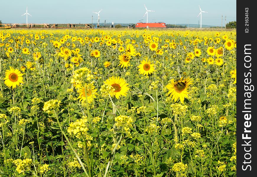 Sunflower and wind turbine