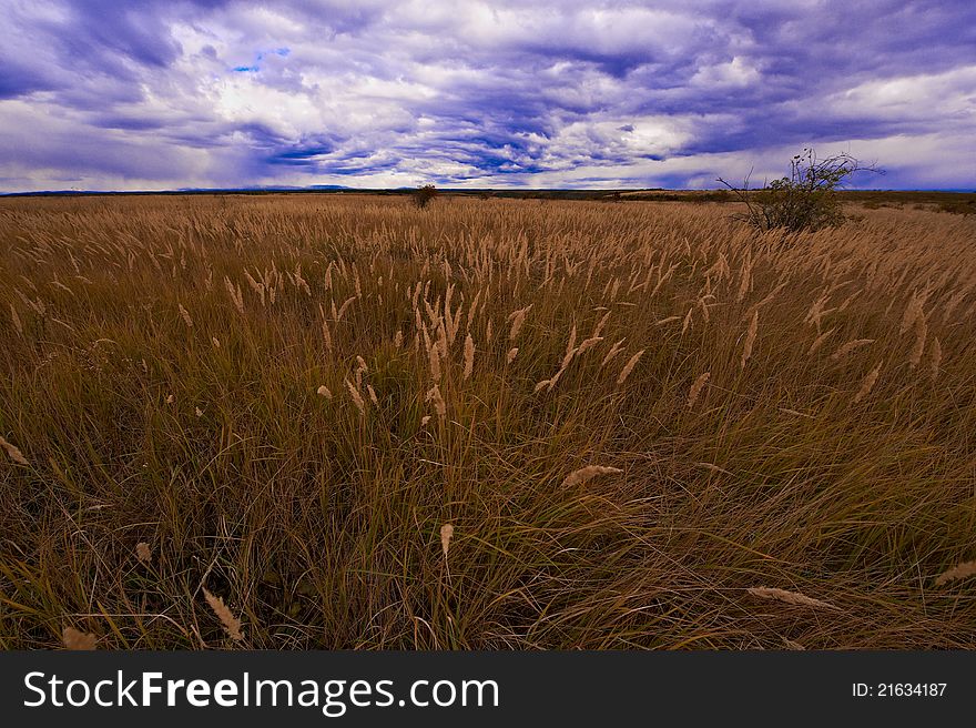 Chain of grass in the autumn sky Cloudy