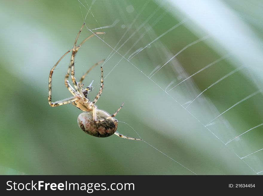 Spider making its web, macro shot.