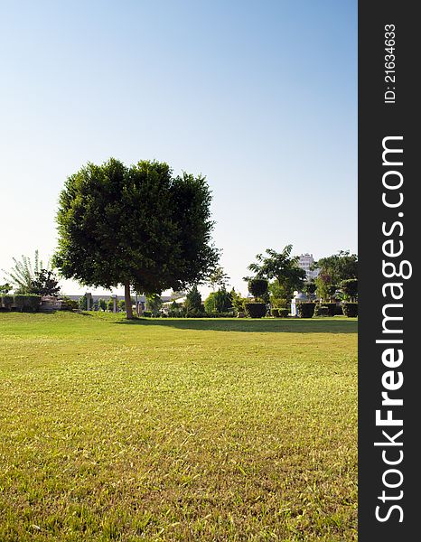 Single big tree in a park outdoor