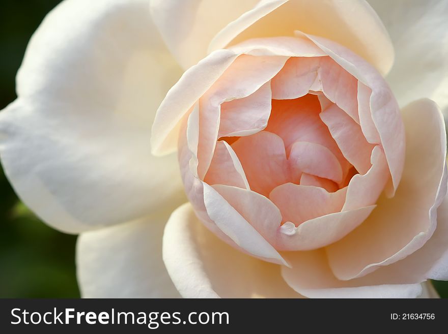 The close-up of white-pink China rose