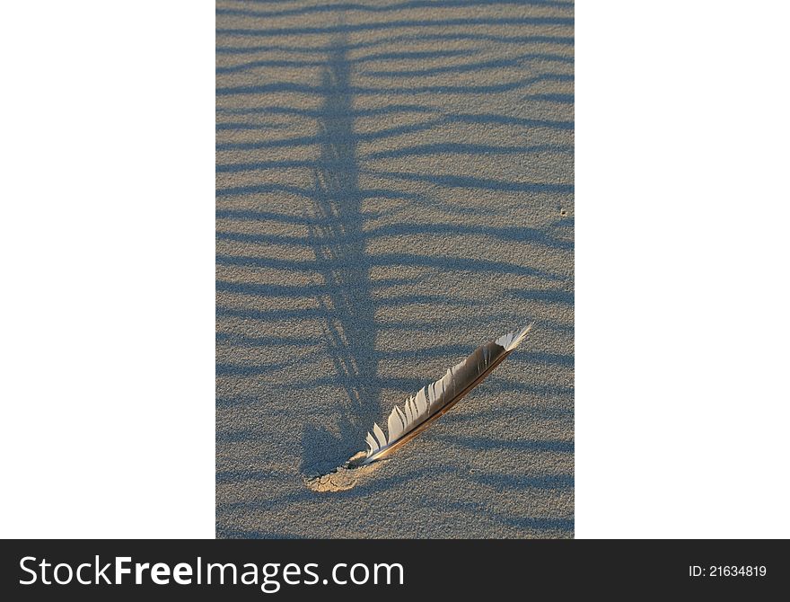 Dunes sand and feather background