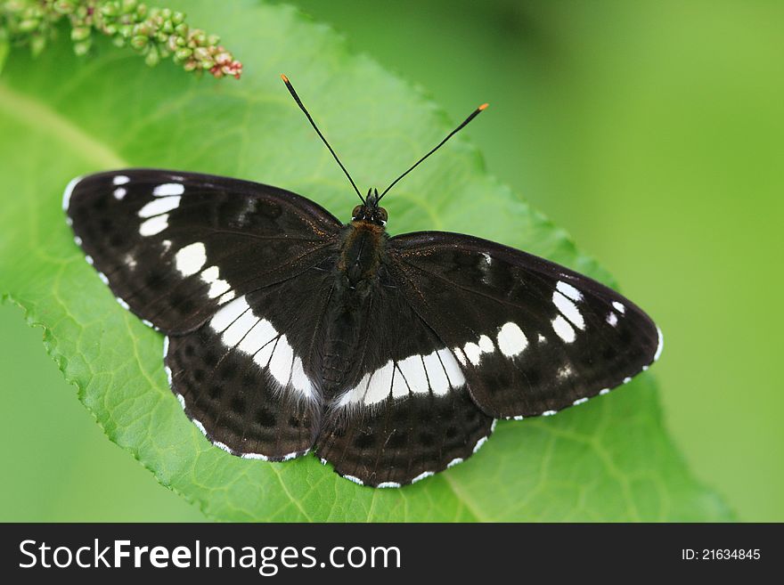 Butterfly On Green Leaf