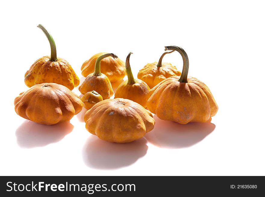 Bush Pumpkins