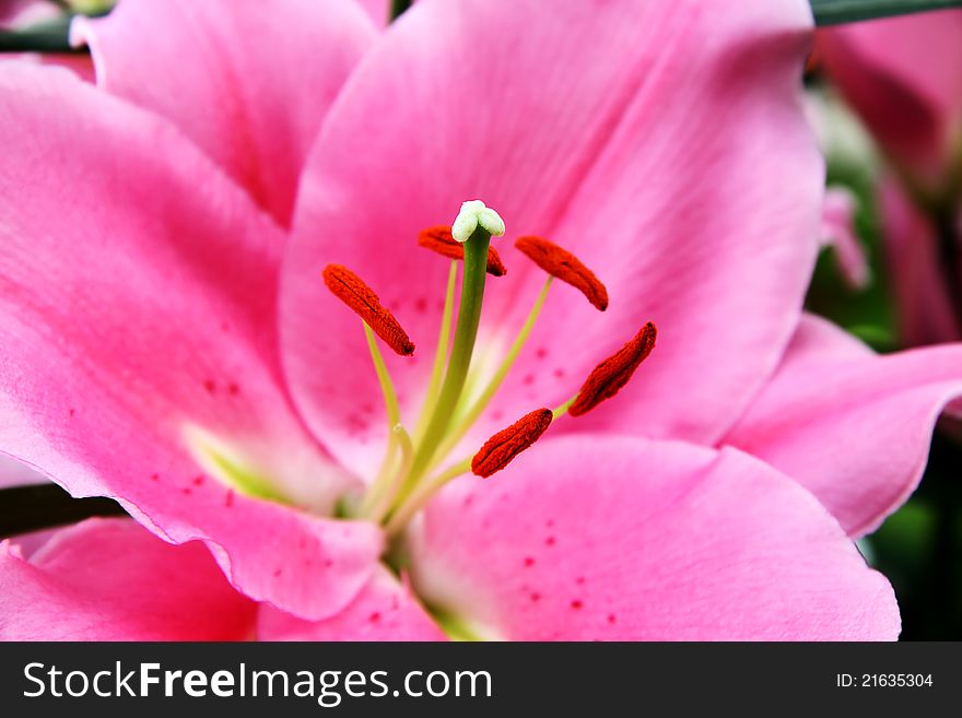 Bouquet of fresh pink lilies