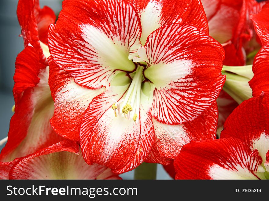 Beautiful red Lily flower,summer nature