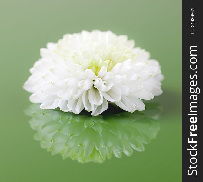 White flower on green background