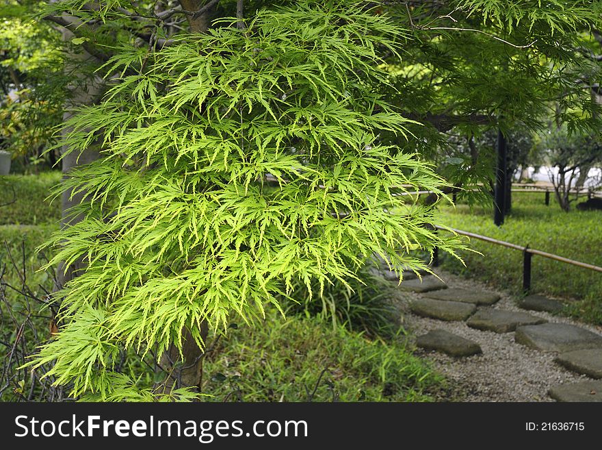 Branch of green decoration maple tree in Japanese garden by summer time. Branch of green decoration maple tree in Japanese garden by summer time