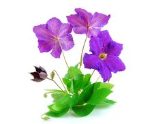Beautiful Violet Flower Isolated On White Stock Images